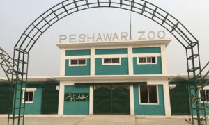 پشاور کے چڑیا گھر میں تیسرا زرافہ بھی ہلاک