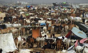 عید کے چاند نے مویشی منڈیوں کا رش بڑھا دیا | urduhumnews.wpengine.com