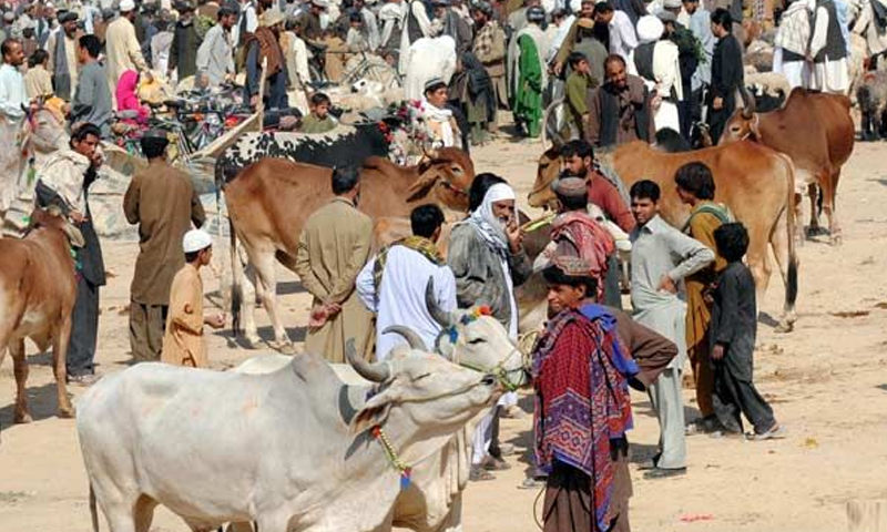 کوئٹہ کی مویشی منڈی میں ریٹ آسمانوں پر | urduhumnews.wpengine.com