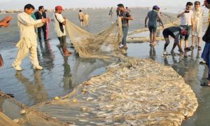 ممنوعہ مہینوں میں مچھلی کے شکار پر پابندی برقرار | urduhumnews.wpengine.com