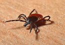 Cango Vurus