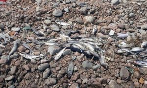 راول ڈیم میں مچھلیاں مرنےکا ذمہ دار کون | urduhumnews.wpengine.com