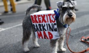 لندن: بریگزیٹ مخالفین کا انوکھا احتجاج، کتوں کو ڈنر کرایا