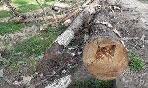 کوئٹہ: یونیورسٹی کے وائس چانسلر پر درختوں کی کٹائی کا مقدمہ