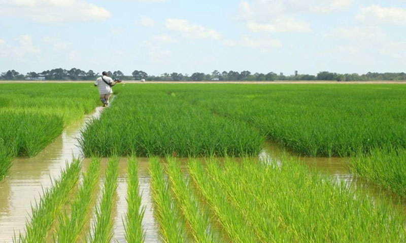 چین کے سائنس دانوں نے چاول کی نئی قسم دریافت کرلی