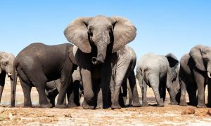 بوٹسوانا : ہاتھیوں کے شکار پر عائد پابندی اٹھا لی گئی