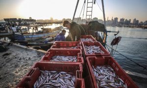مظلوم فلسطینیوں سے ماہی گیری کا حق بھی چھین لیا گیا