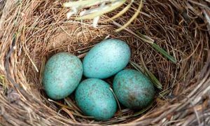 پرندوں کے بچے انڈوں میں بھی معلومات کا تبادلہ کرتے ہیں