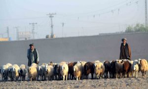 قربانی کے جانوروں کی افغانستان سمگلنگ روکنے کے لئے کریک ڈاؤن شروع