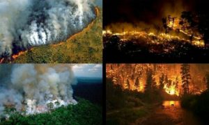 دنیا کا پھیپھڑا کہلانے والا جنگل مسلسل آگ کی زد میں
