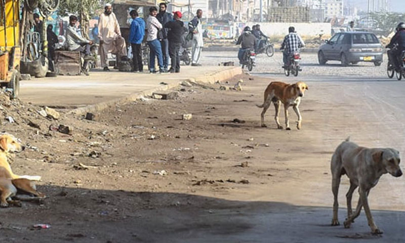 کراچی: آوارہ کتوں کے کاٹنے میں کمی نہیں آئی، حکومتی دعوے دکھاوا ثابت