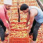 پشاور، مہنگے ٹماٹر بیچنے والوں کیخلاف کارروائی، چھ افراد گرفتار