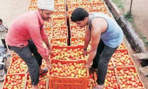 پشاور، مہنگے ٹماٹر بیچنے والوں کیخلاف کارروائی، چھ افراد گرفتار