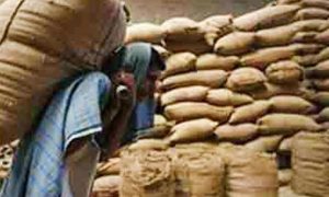 ملک میں گندم کا بحران: سندھ کے گودام میں 12 ہزار بوریاں سڑ گئیں