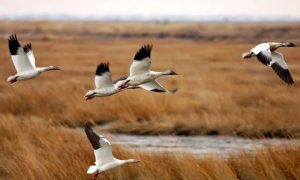 گلگت بلتستان: وادی ہنزہ میں مہاجر پرندوں کے شکار پر پابندی عائد