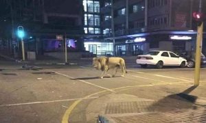 کورونا وائرس، روس میں شیروں کو چھوڑے جانے کی خبر جھوٹی نکلی
