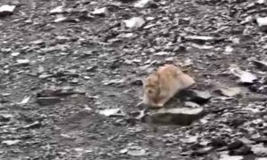 چترال: پہاڑی بلی کی مارخور شکار کرنے کی ویڈیو سامنے آگئی