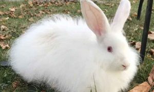 انگورہ خرگوشوں کی افزائش آمدنی کا ذریعہ بننے لگی