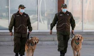کتوں کو کورونا وائرس کو سونگھ کر شناخت کرنے کا کام سونپ دیا گیا