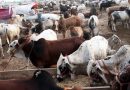 عیدالاضحیٰ کی آمد، مویشیوں میں کانگو اور لمپی اسکن وائرس پھیلنے کا خدشہ