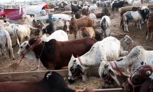عیدالاضحیٰ کی آمد، مویشیوں میں کانگو اور لمپی اسکن وائرس پھیلنے کا خدشہ