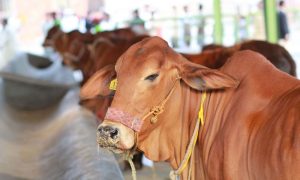 ایشیا کی سب سے بڑی مویشی منڈی میں جانوروں کو خریداروں کا انتظار