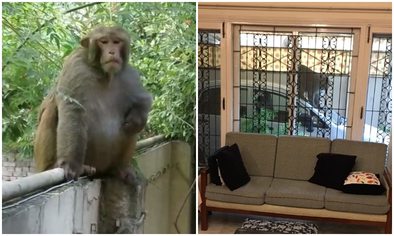 اسلام آباد: پوش علاقے میں قائم گھر پر بندر کا ڈیرہ