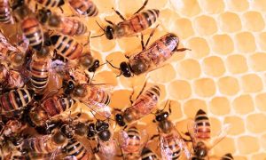 شہد کی مکھی کا ڈنک چھاتی کے کینسر کے علاج میں مددگار