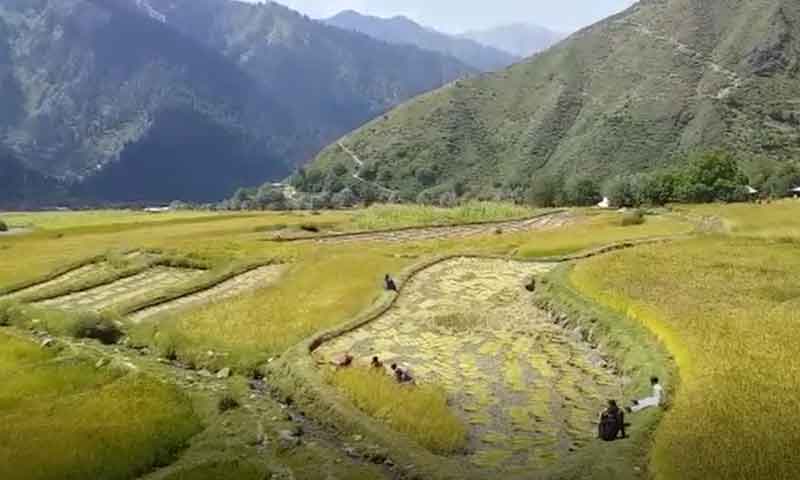 وادی لیپا کے سرخ چاول