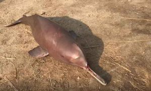 دیہاتیوں نے نایاب ڈولفن کو ہلاک کر دیا