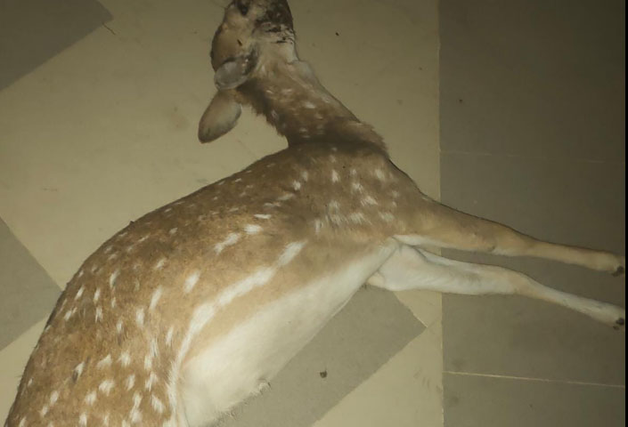 بہاولپور: چڑیا گھر میں 7 ہرنوں کی ہلاکت کی ممکنہ وجہ سامنے آگئی