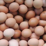 egg