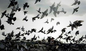اسلام آباد: کبوتر بازی پر دو ماہ کے لیے پابندی عائد