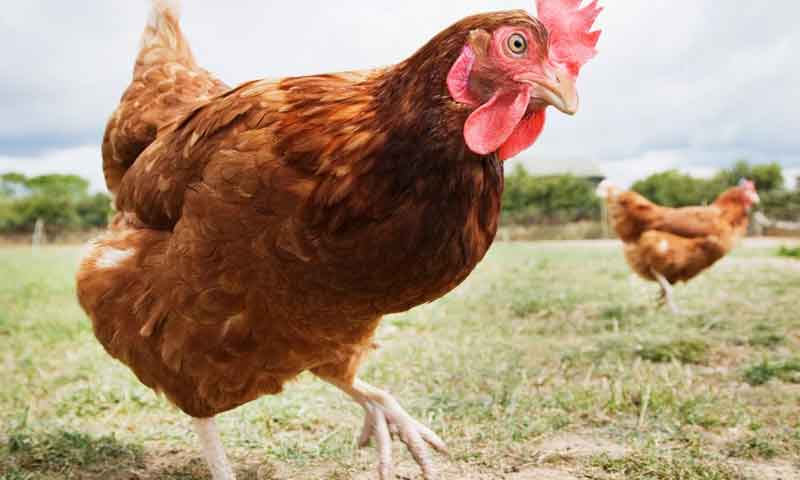 10 لاکھ روپے کی مرغیاں چوری، ملزمان کو جیل بھیجنے کا حکم