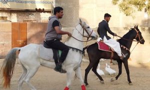 کراچی کے نوجوانوں میں گھڑ سواری کا بڑھتا رجحان