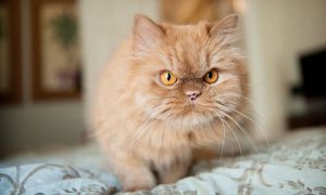 بستر پر سونے والی بلیوں میں کورونا کے زیادہ خطرات، تحقیق