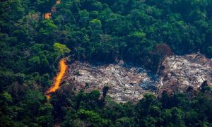 ایمیزون جنگلات کی کٹائی اور فیس بک پر پلاٹوں کی بندر بانٹ کا انکشاف