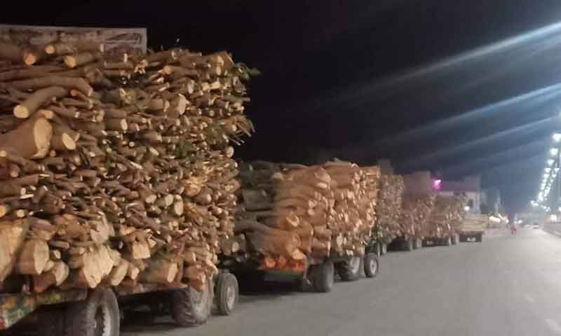 لاہور ہائیکورٹ نے ملتان میں آم کے درخت کاٹنے پر پابندی لگا دی