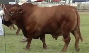 ایک ہزار 140 کلو وزنی بیل