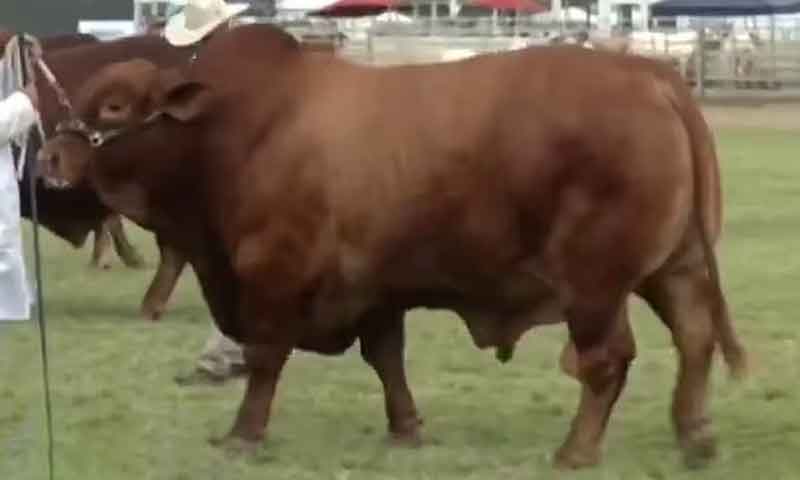 ایک ہزار 140 کلو وزنی بیل