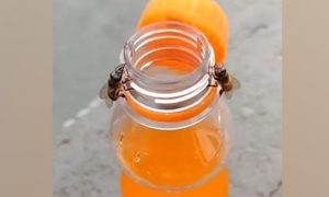 شہد کی مکھیاں بوتل کا ڈھکن کھولنے میں کامیاب