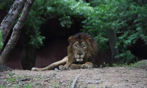 بھارت کے چڑیا گھر میں 8 شیر کورونا وائرس میں مبتلا