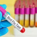 برڈ فلو پھر سر اٹھانے لگا