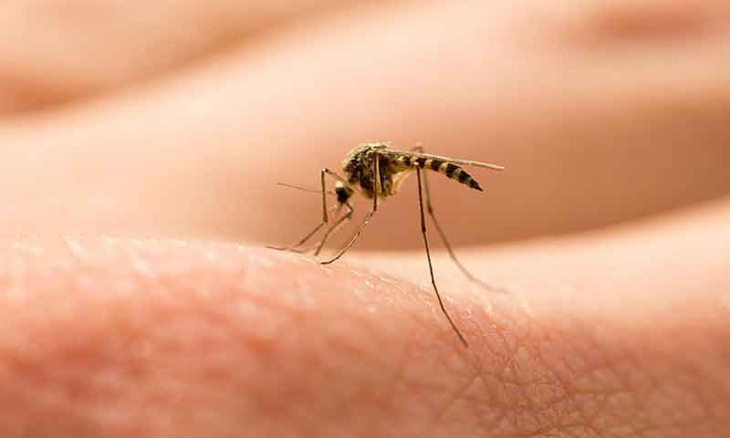 مچھر کچھ افراد کو دوسروں کی نسبت زیادہ کیوں کاٹتا ہے؟ طبی تحقیق میں حیرت انگیز انکشاف