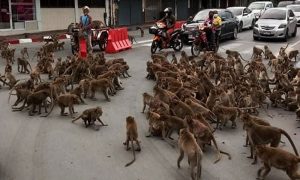 تھائی لینڈ: بندروں کی گینگ وار، ویڈیو وائرل