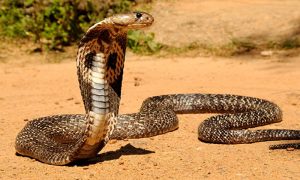 کوبرا سانپ کے کاٹنے سے ایک ہی خاندان کے 4 افراد ہلاک
