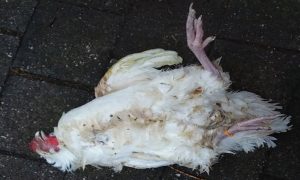 لاہور میں مردہ مرغیاں سپلائی کرنے کی کوشش ناکام، ملزم گرفتار