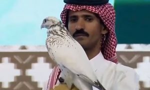 سعودی عرب: سفید شاہین 8 کروڑ سے زائد میں فروخت، عالمی ریکارڈ قائم