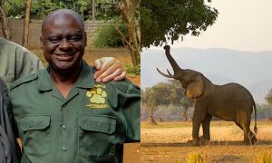 زمبابوے: ہاتھی نے باپ کو بیٹے کے سامنے کچل دیا