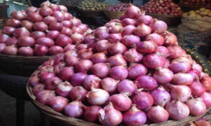 پیاز کی برآمدات onion
